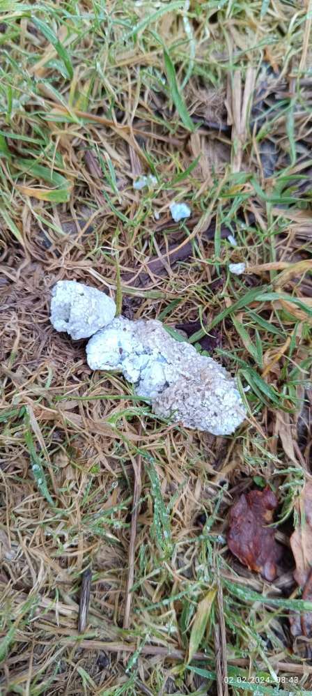 Giftköder-Giftköder-Profilbild