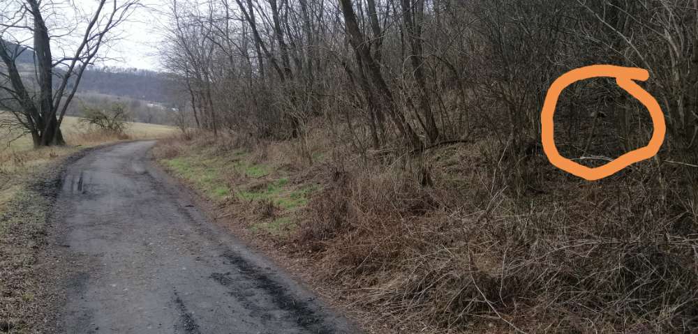 Giftköder-Tierüberreste (Schafskopf)-Profilbild