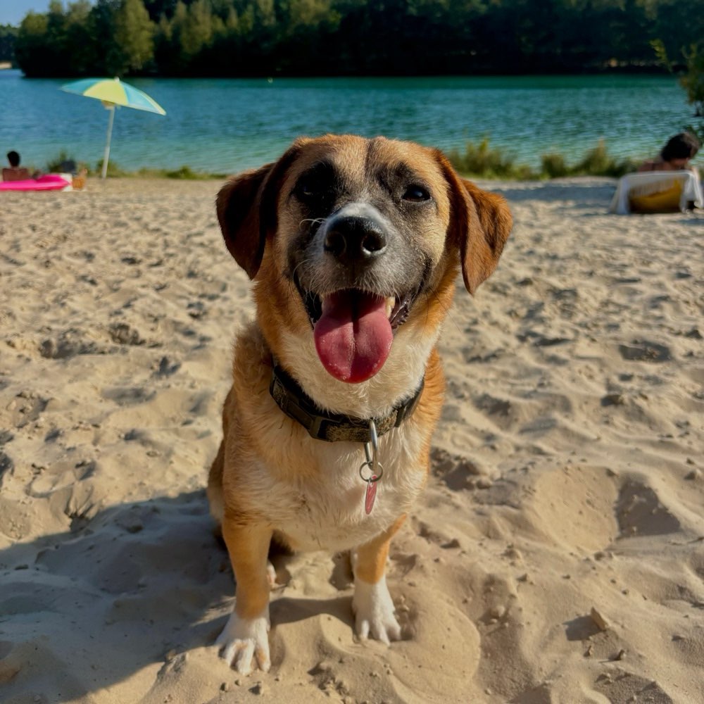 Hundetreffen-Hundetreffen auf eingezäunten Freilaufhundeplatz in Oldenburg-Profilbild