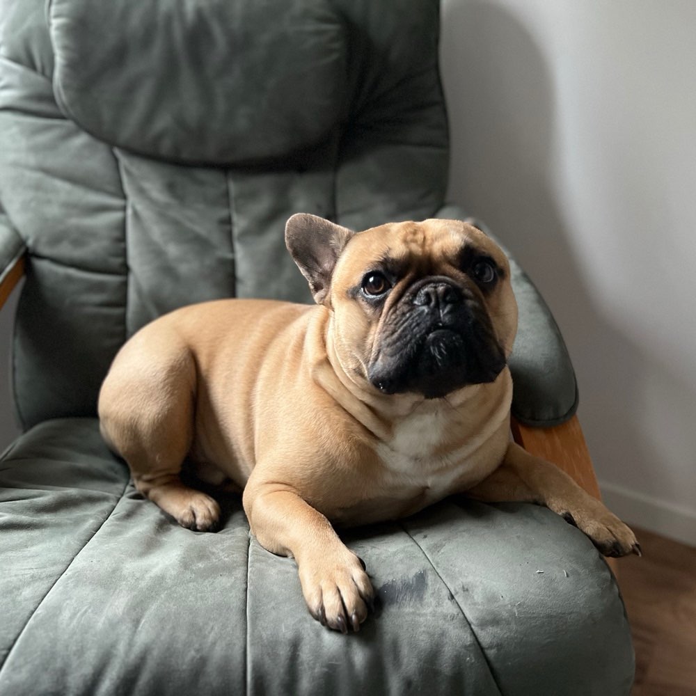 Hundetreffen-Französische Bulldoggen Heiligkreuz-Profilbild