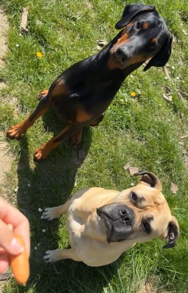 Hundetreffen-Hunde zum toben gesucht-Profilbild