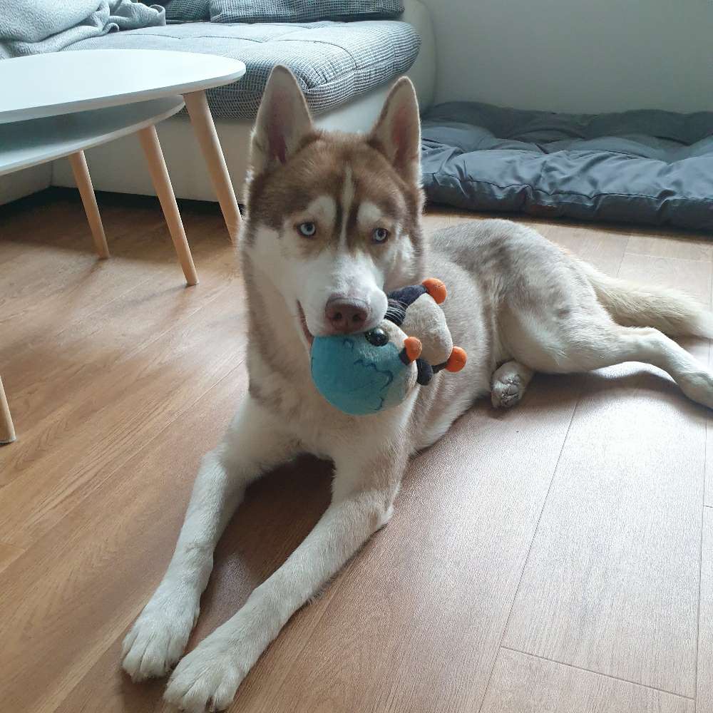 Hundetreffen-Spielpartner gesucht-Profilbild