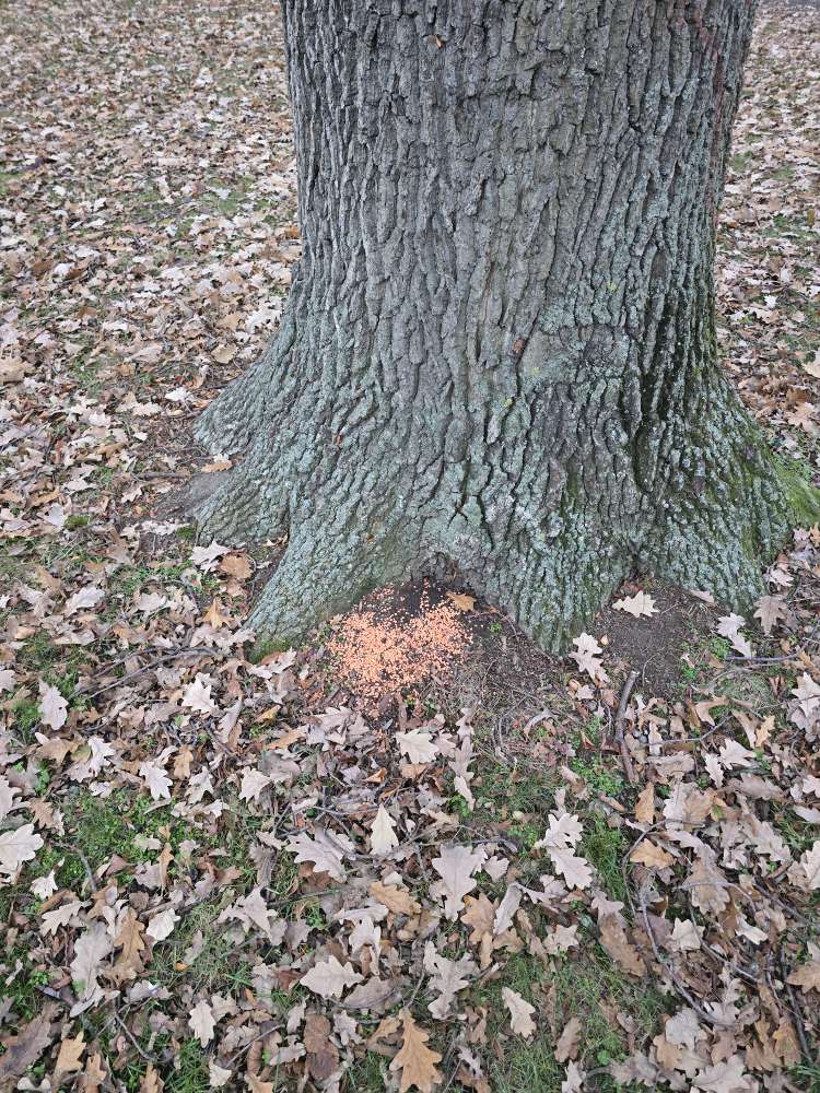 Giftköder-Unbekanntes Granulat-Profilbild