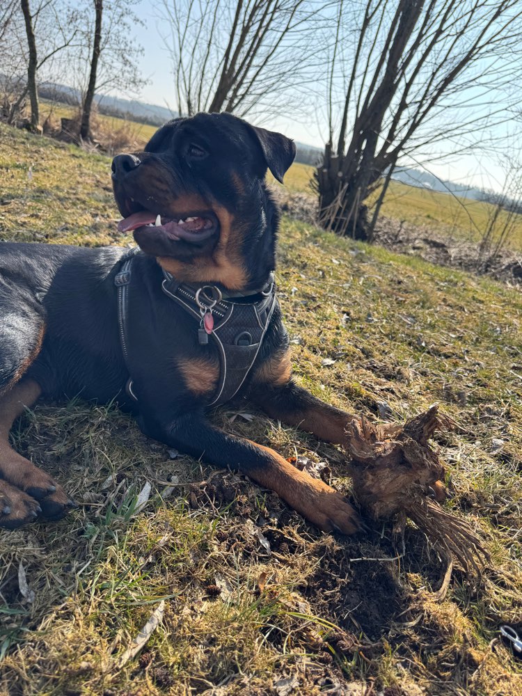 Hundetreffen-Spielkumpel/In gesucht 🥰-Profilbild