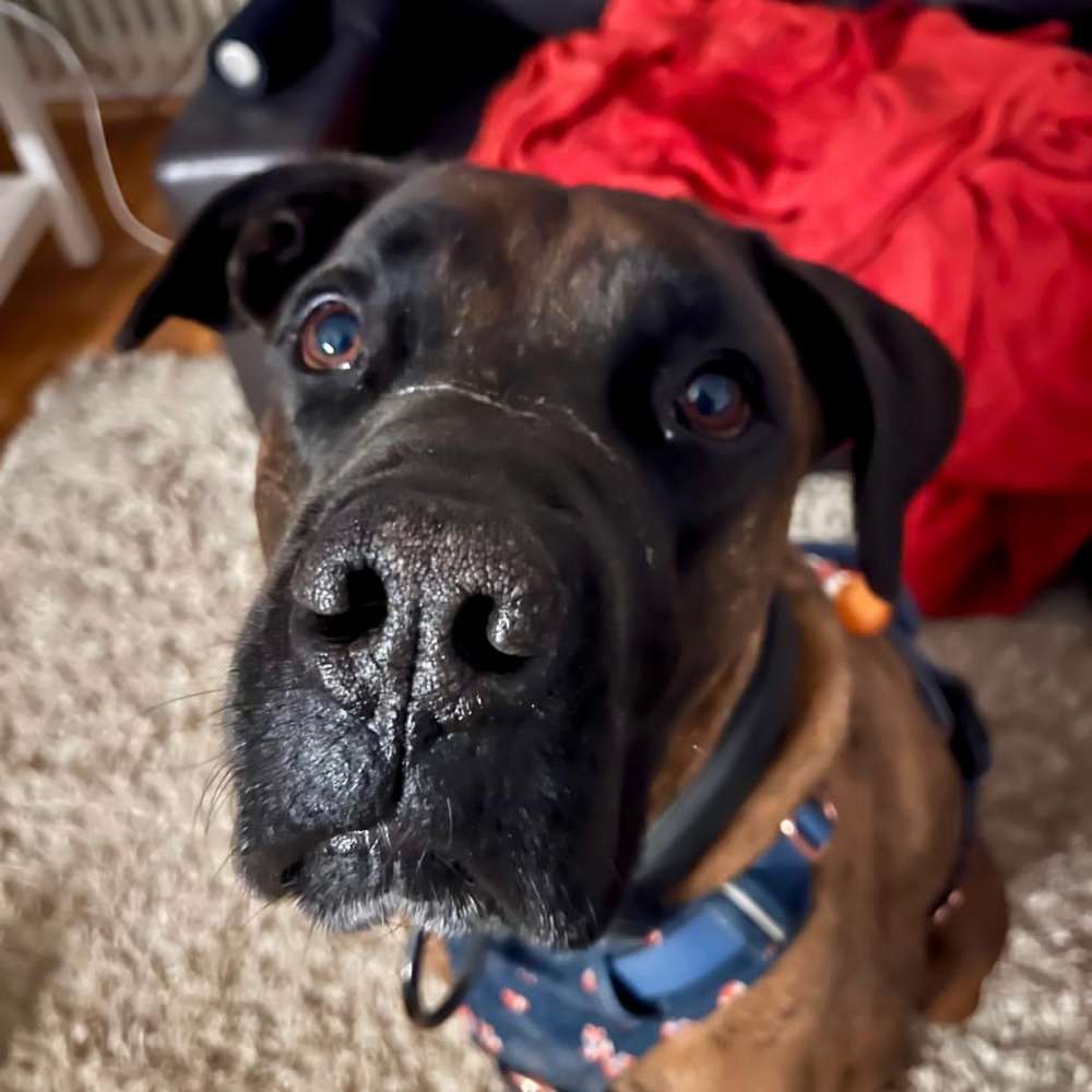 Hundetreffen-Hundebegegnungen gesucht-Profilbild