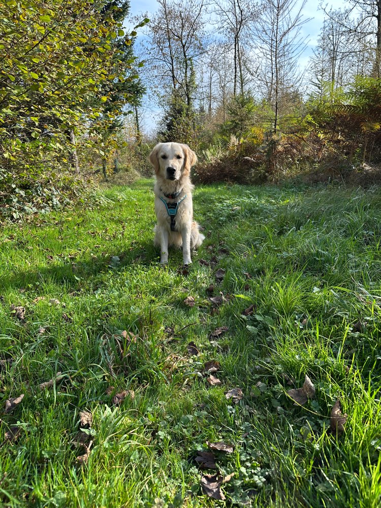 Hundetreffen-Rudeltreffen-Profilbild