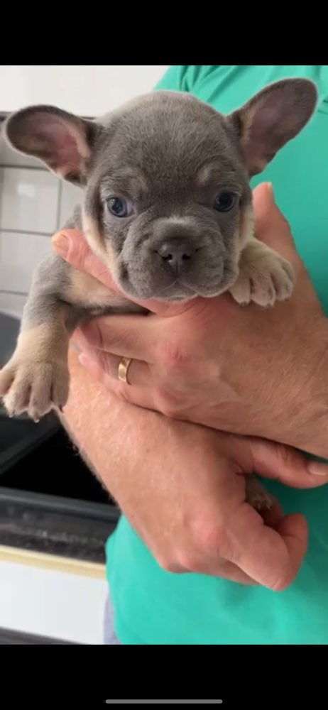 Hundetreffen-Welpentreff in der Löwygrube-Profilbild