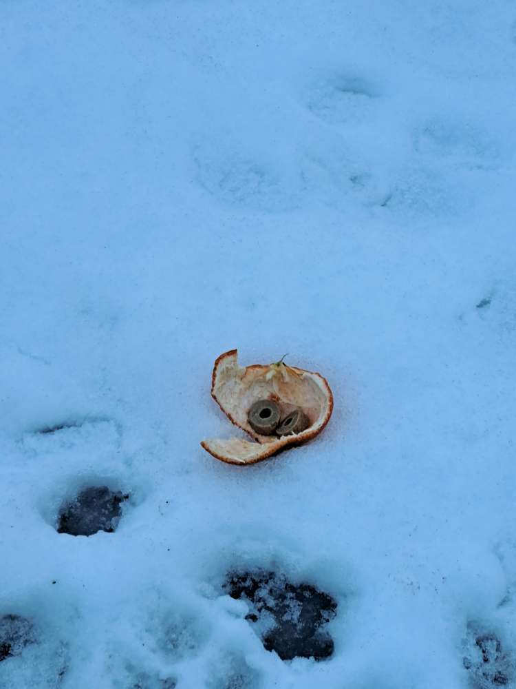 Giftköder-Vermutlicher Köder-Profilbild