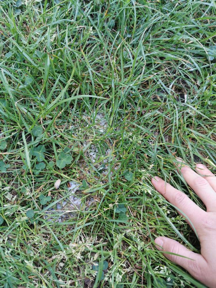 Giftköder-weiße Substanz-Profilbild