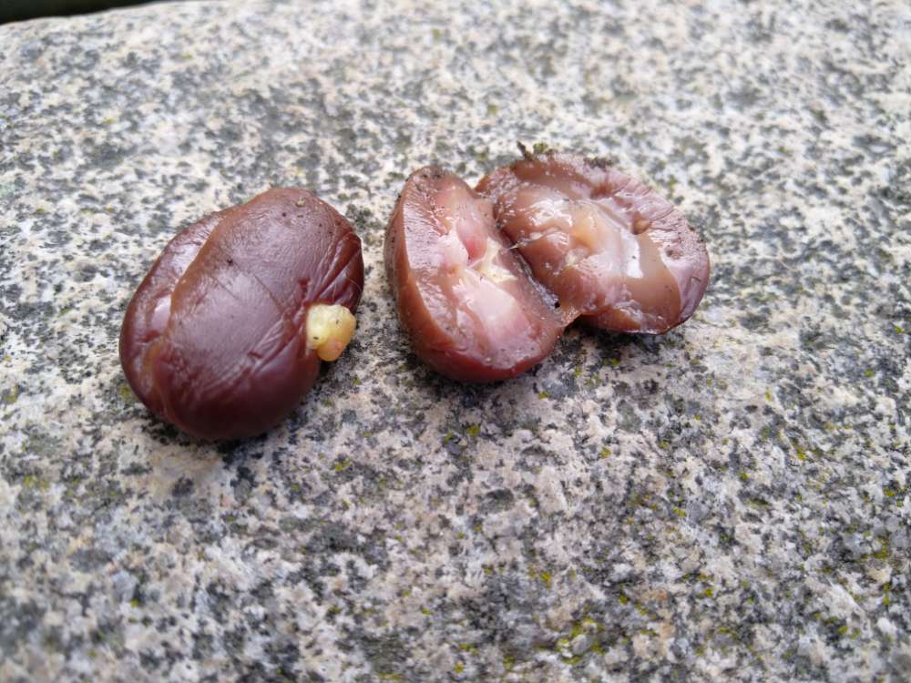 Giftköder-Köder, Giftköder-Profilbild