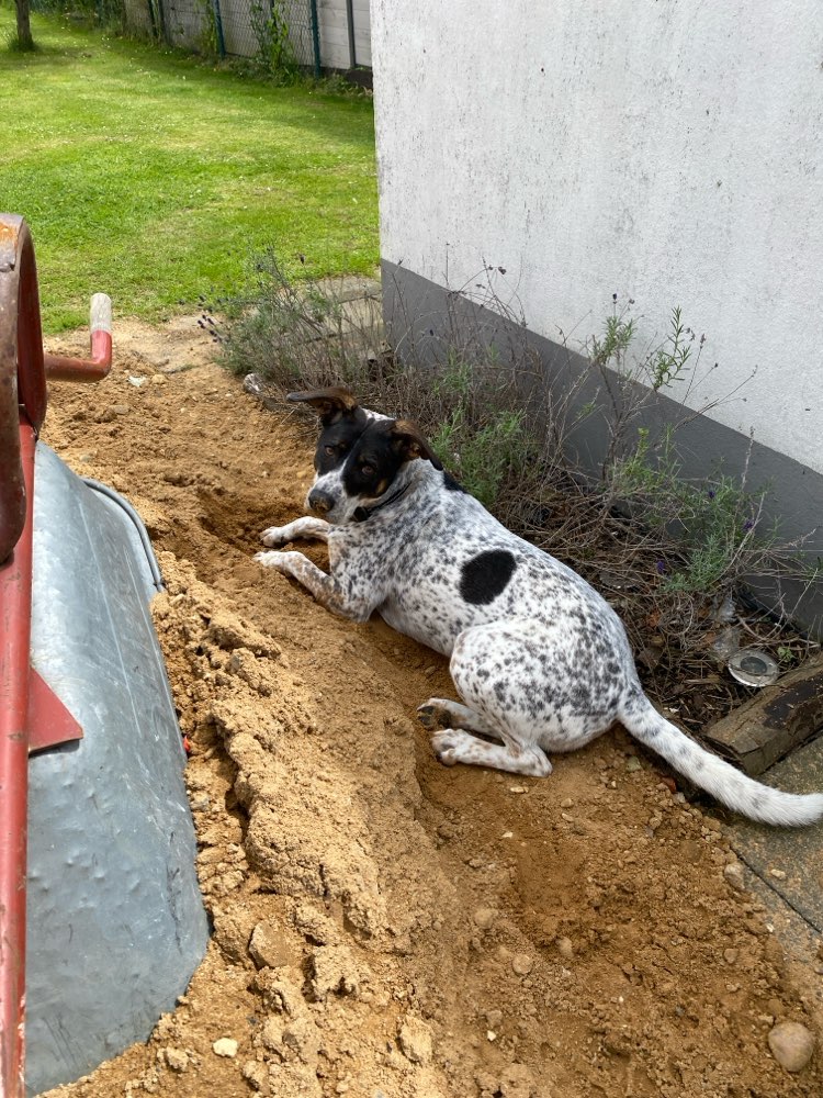 Hundetreffen-Neue Hunde&Spazierfreunde-Profilbild