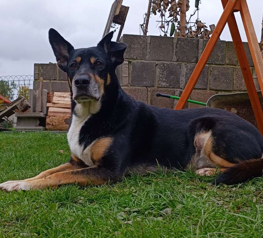 Hundetreffen-Hunde Opa (9)-Profilbild