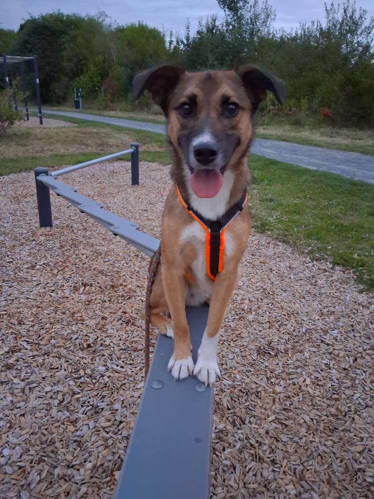 Hundetreffen-Social Walk und Spiel date-Profilbild