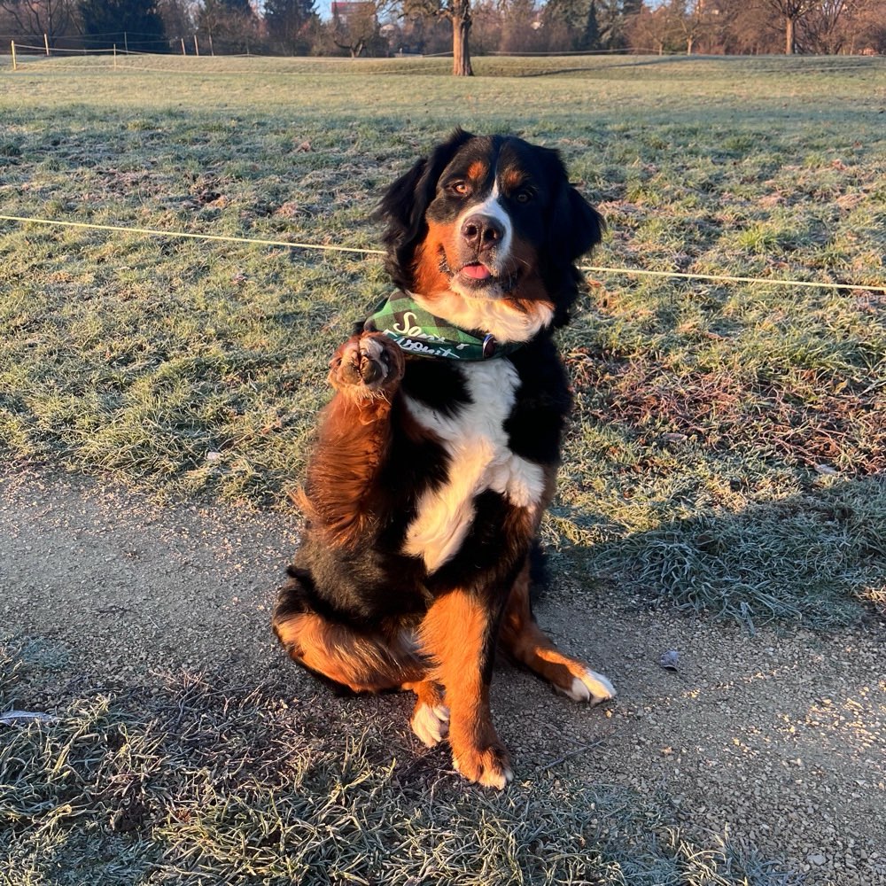 Hundetreffen-Gassi- & Playdate-Profilbild