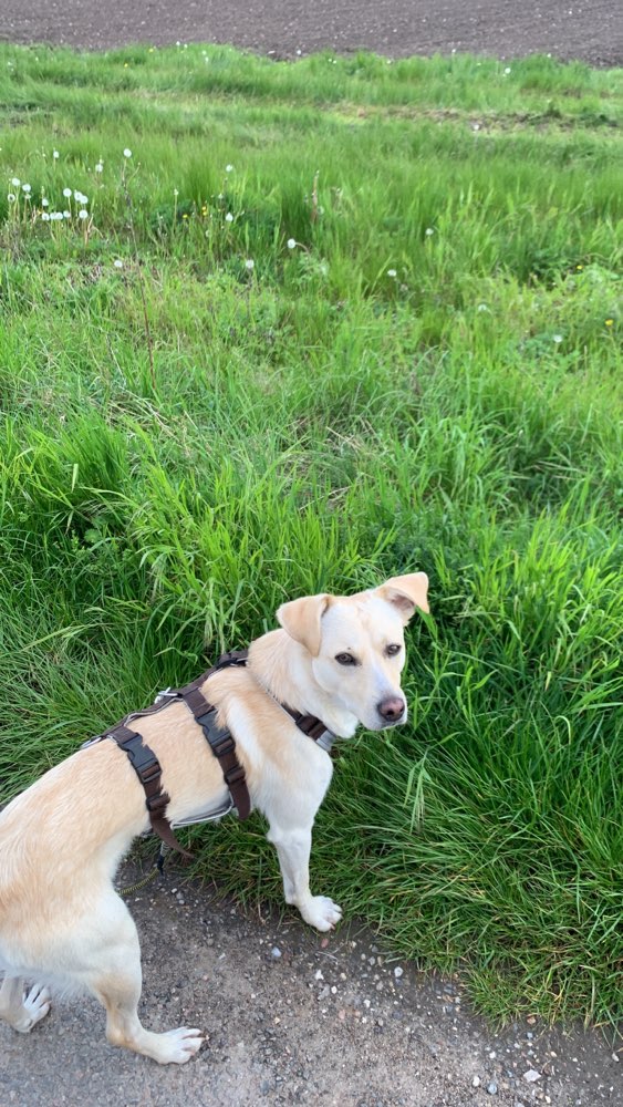 Hundetreffen-Begegnungstraining-Profilbild