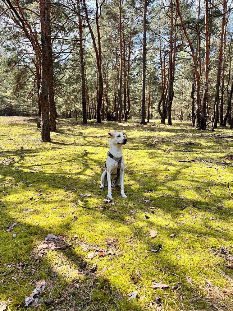 Hundetreffen-Entspannte Spaziergänge im Grünen-Profilbild