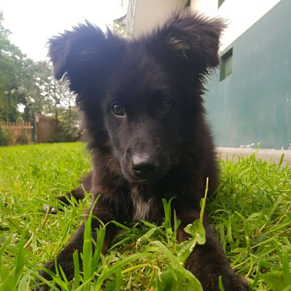 Hundetreffen-Verspielte Hunde/ Junghund Freunde zum Spielen und toben gesucht 😁-Profilbild