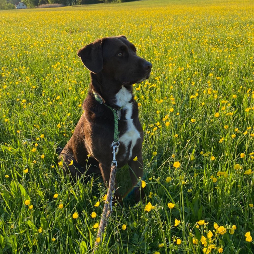 Hundetreffen-Spazieren gehen in Weißenburg und Umgebung-Profilbild