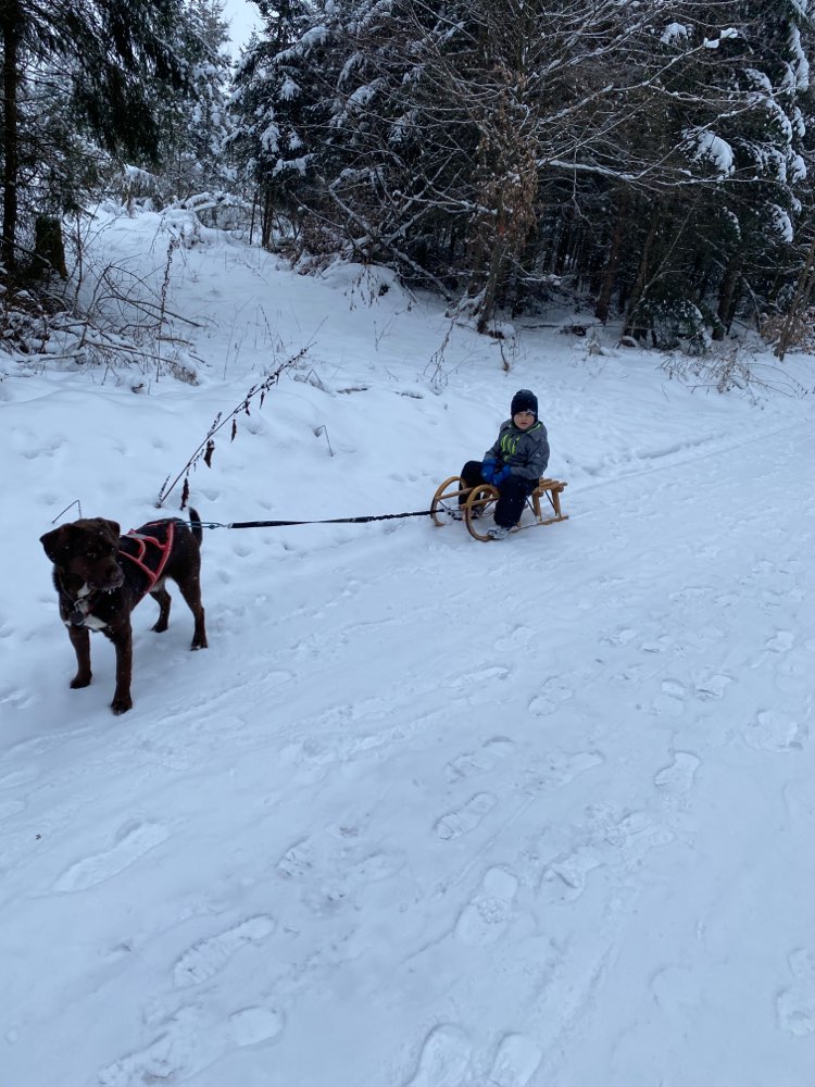 Hundetreffen-Hundesport für Anfänger-Profilbild