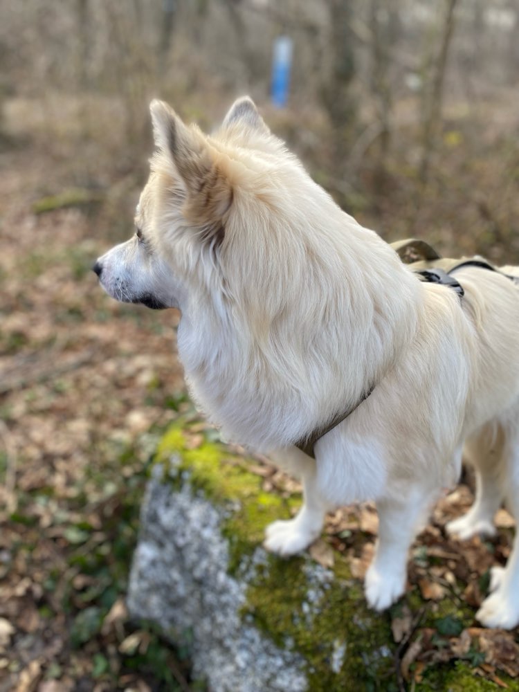 Hundetreffen-Gemeinsamer Spaziergang-Profilbild