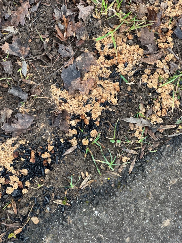 Giftköder-Schwarze Körner, Getreide-Profilbild