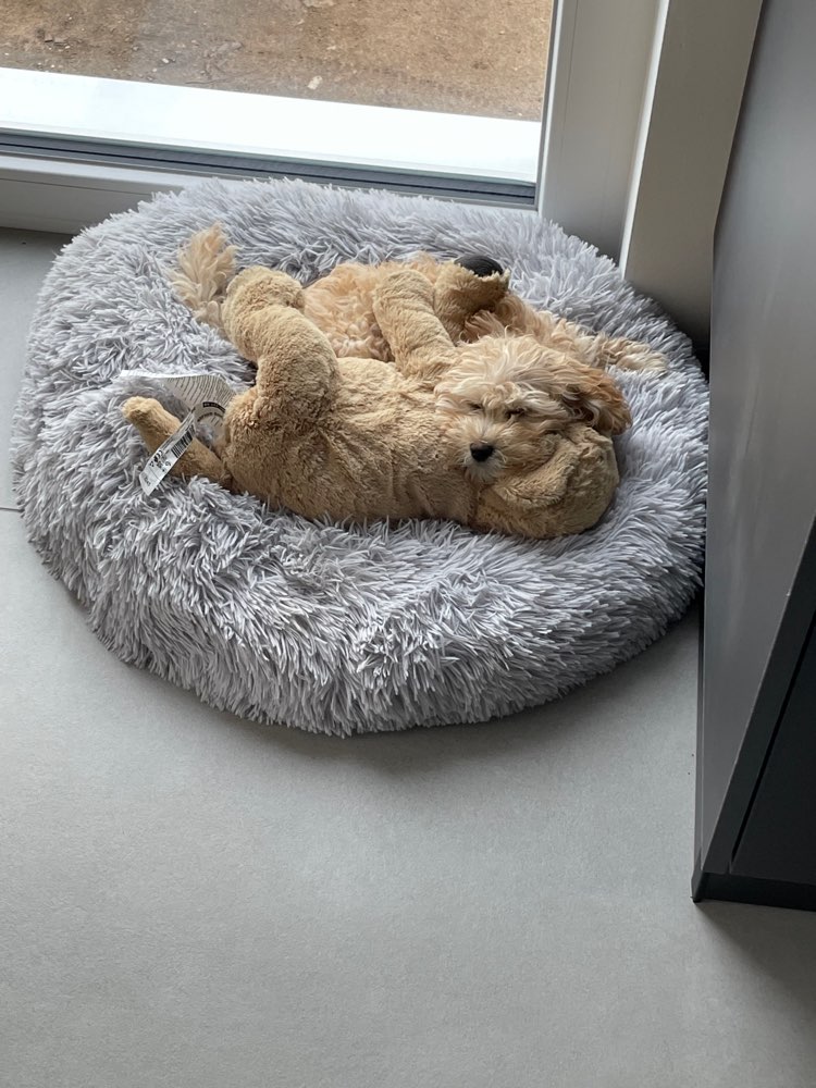 Hundetreffen-Spiel,-Gassitreffen-Profilbild