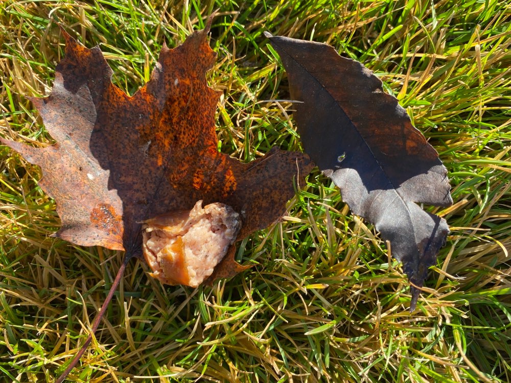 Giftköder-Vermutlicher Giftköder-Profilbild