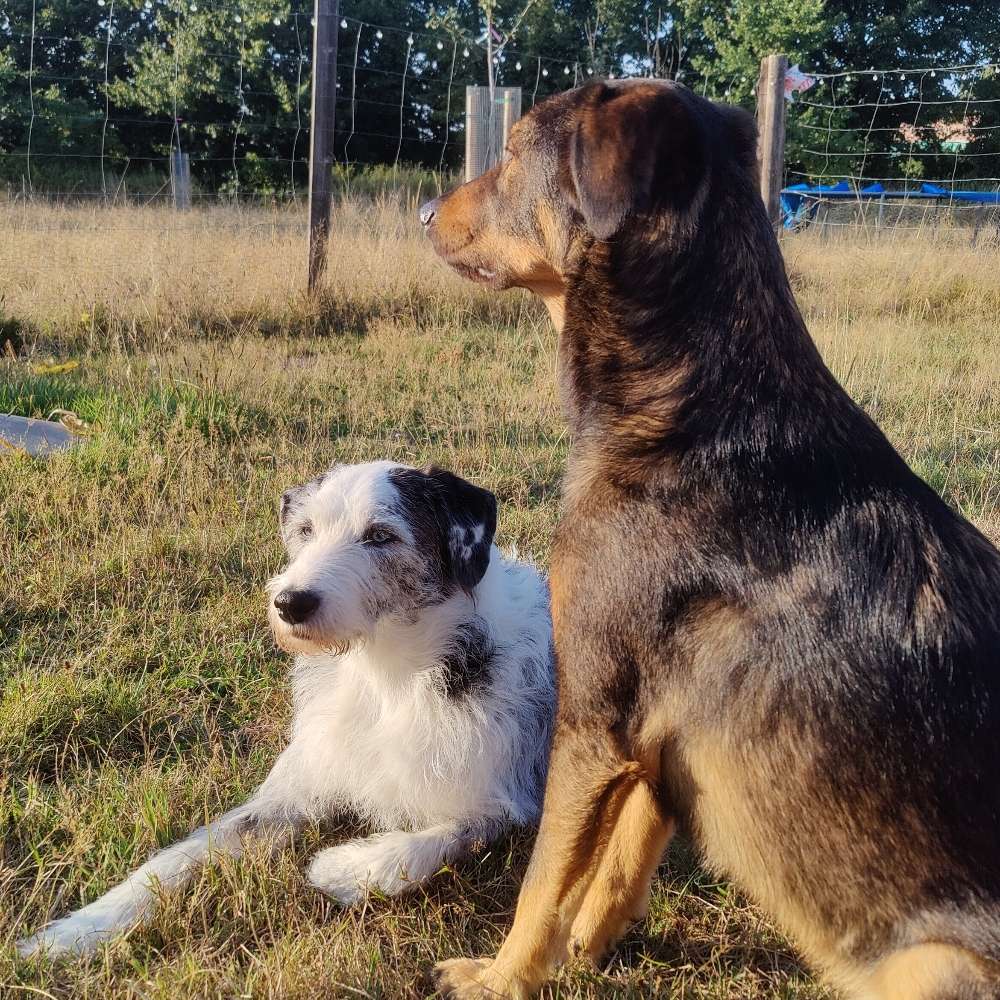 Hundetreffen-Trainigspartner-Profilbild
