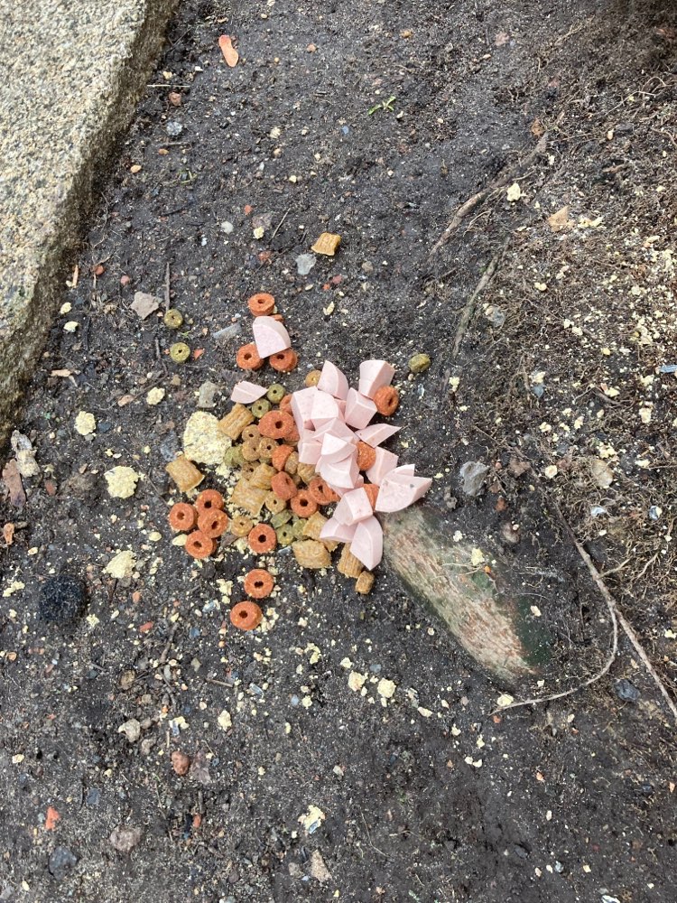 Giftköder-Trockenfutter und Fleischwurst ausgelegt-Profilbild