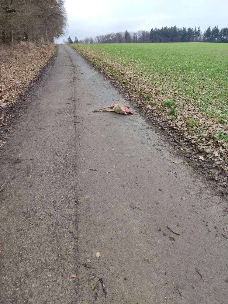 Giftköder-Totes Reh-Profilbild