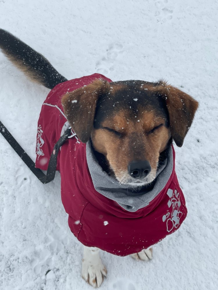 Hundetreffen-Suchen Hundekontakte für Hundetraining-Profilbild