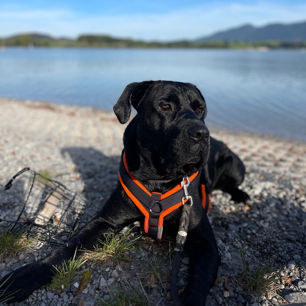 Hundetreffen-Trainings/Social Walk/ Spiel wenn alles andere passt-Profilbild