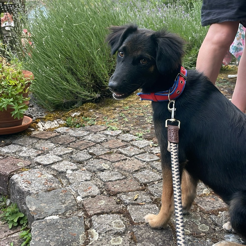 Hundetreffen-Spielgefährte gesucht-Profilbild
