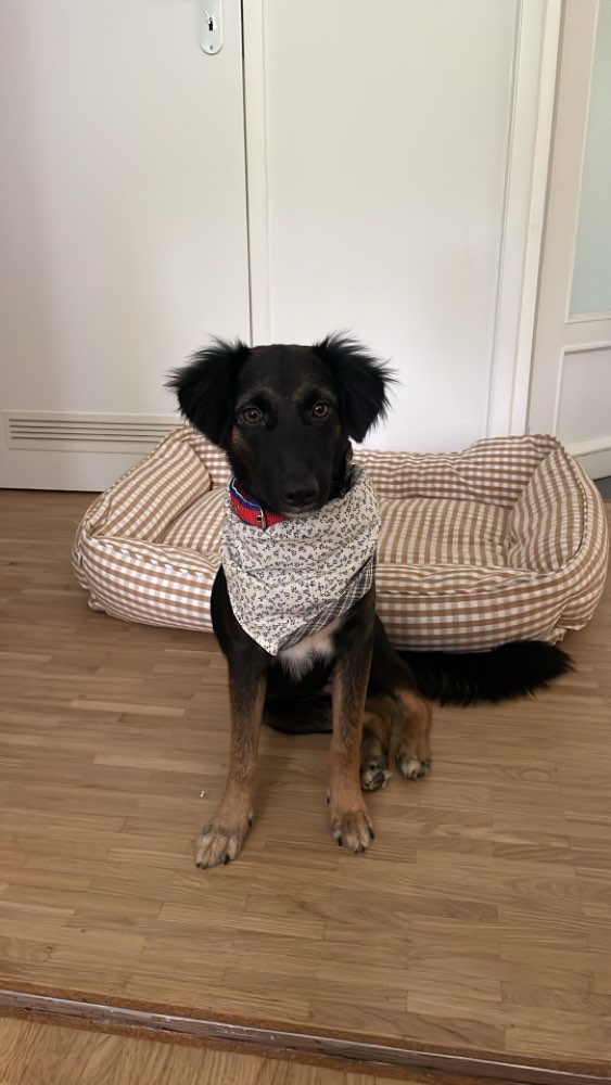 Hundetreffen-Spielgefährte gesucht-Profilbild
