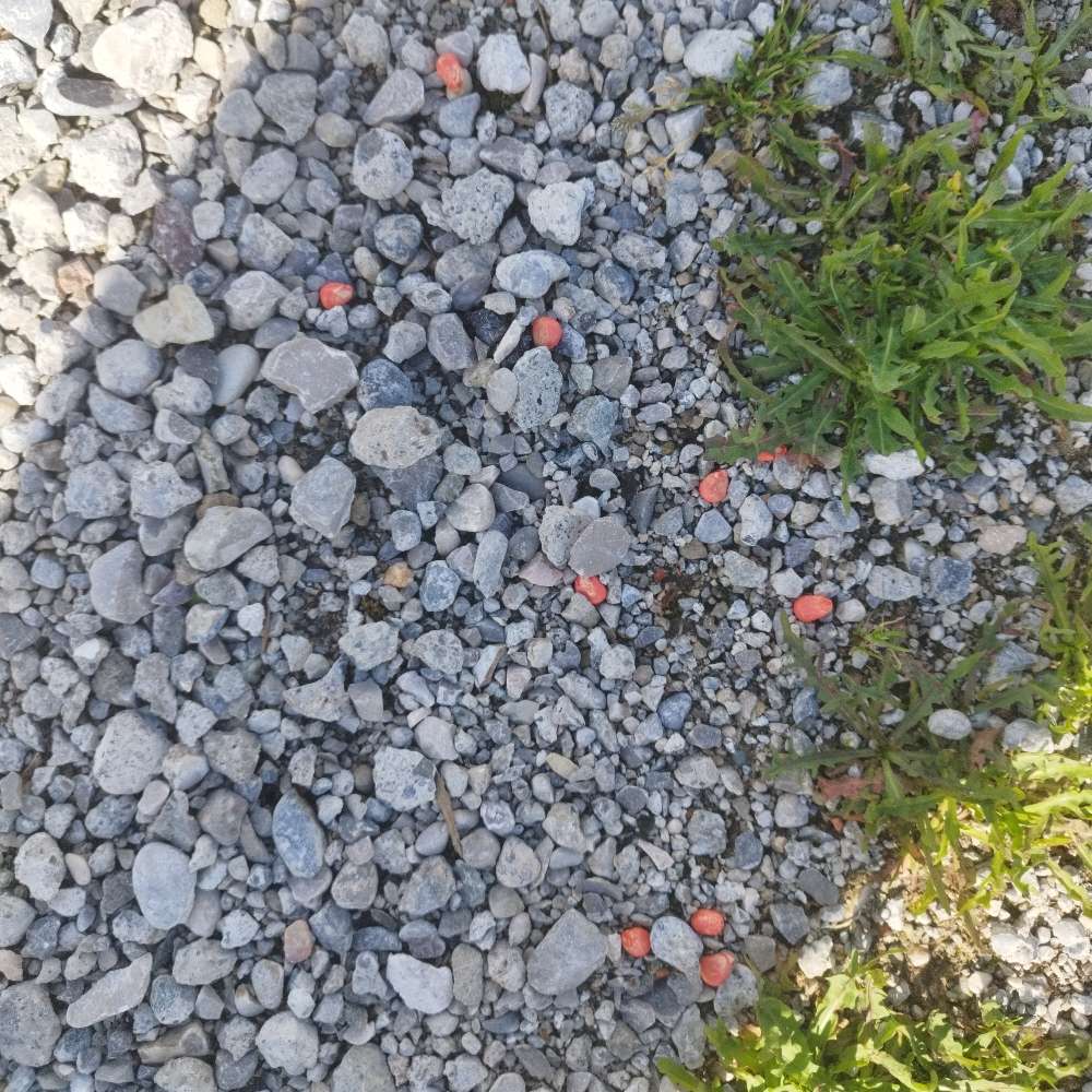 Giftköder-Gebeizte Maiskörner-Profilbild
