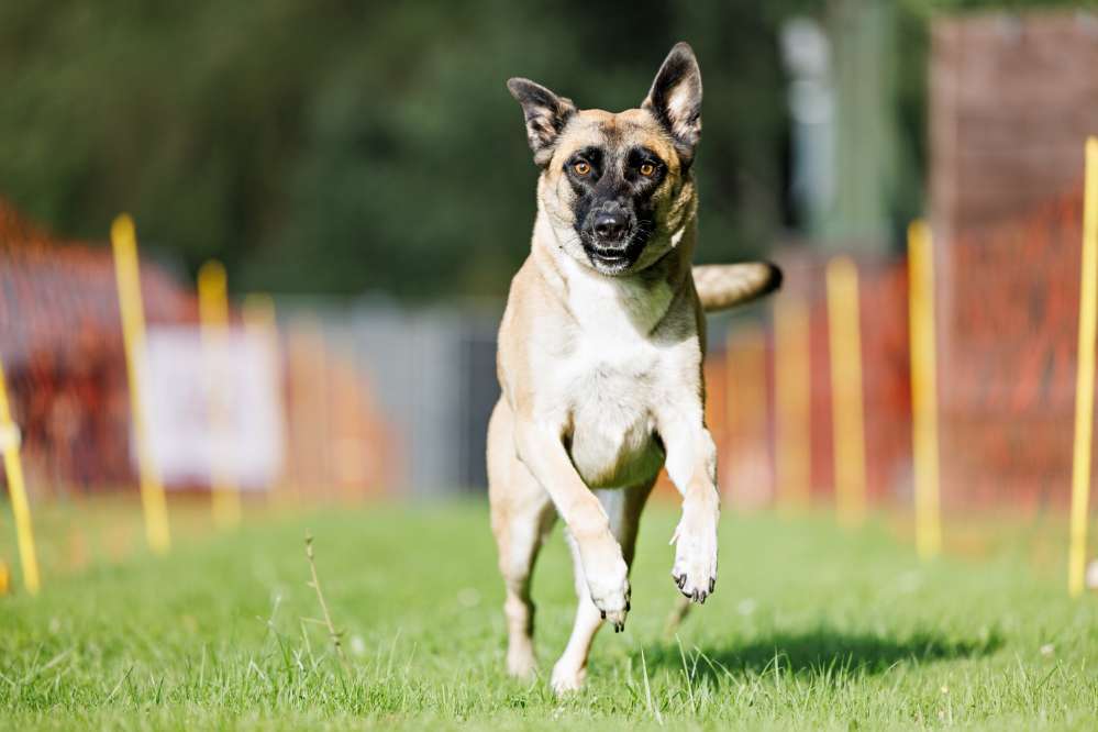 Hundetreffen-Social Walk / Trainingspartner / Gassifreunde gesucht-Profilbild
