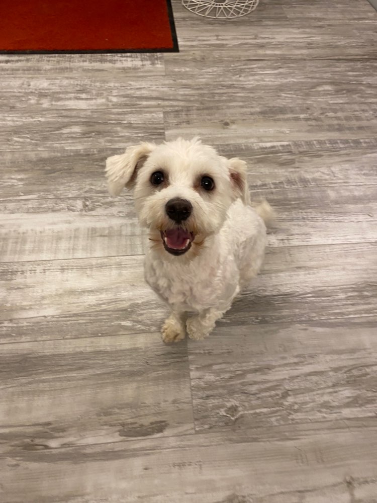 Hundetreffen-Gassikumpel/ine für Charly-Profilbild