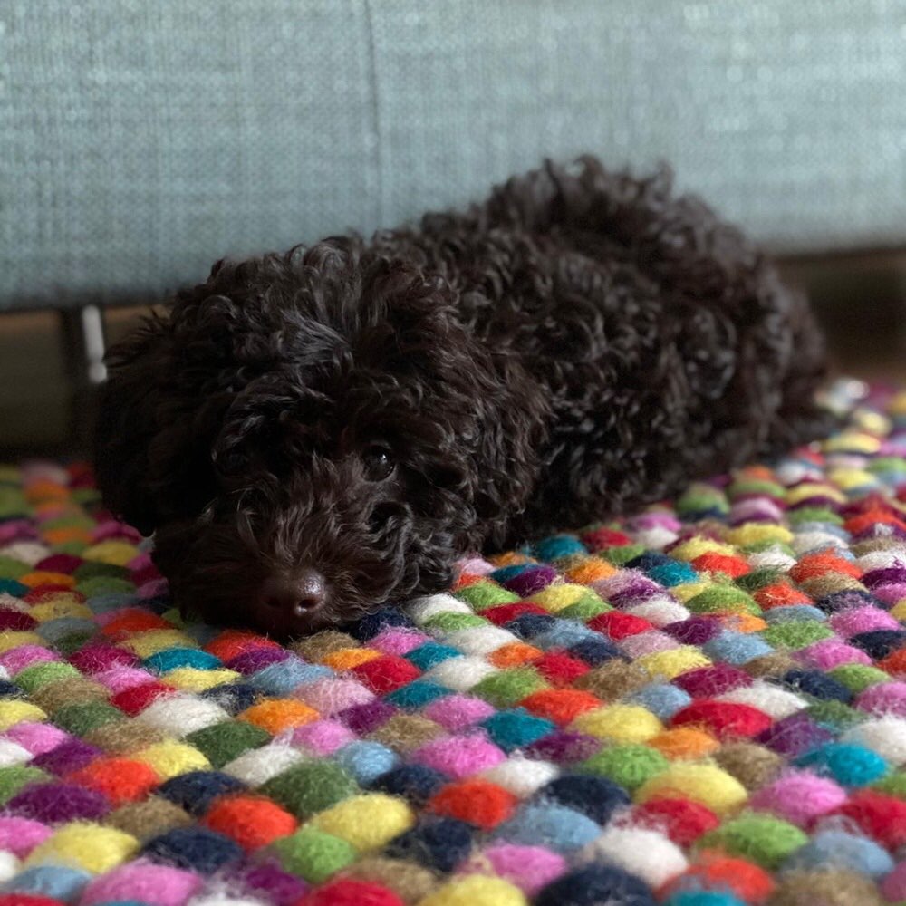 Hundetreffen-Spieldate am Main-Profilbild