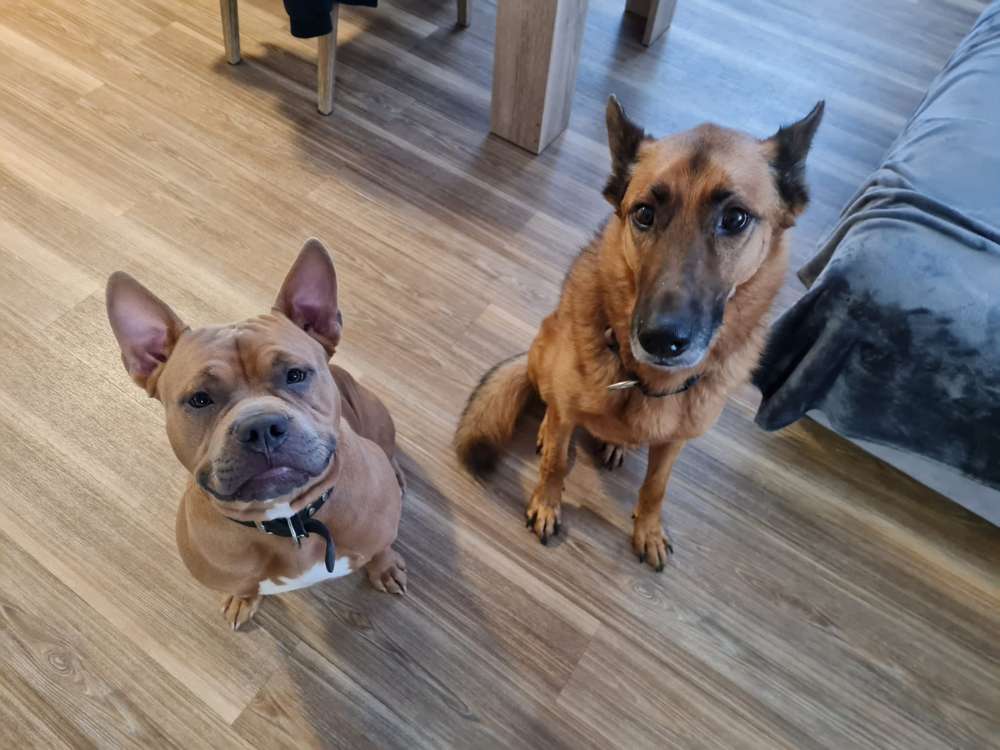 Hundetreffen-Gassirunde für Kampfschmuser und alle die sie Lieben-Profilbild