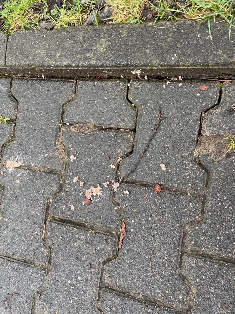 Giftköder-Köder-Profilbild