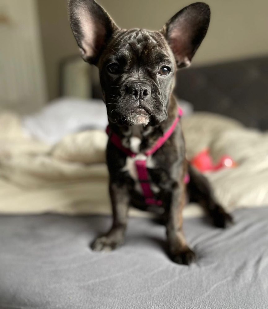 Hundetreffen-Spazieren gehen-Profilbild