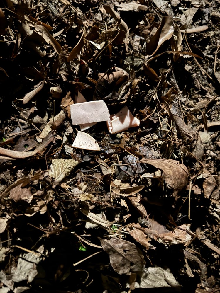 Giftköder-Eventuell Giftköder-Profilbild