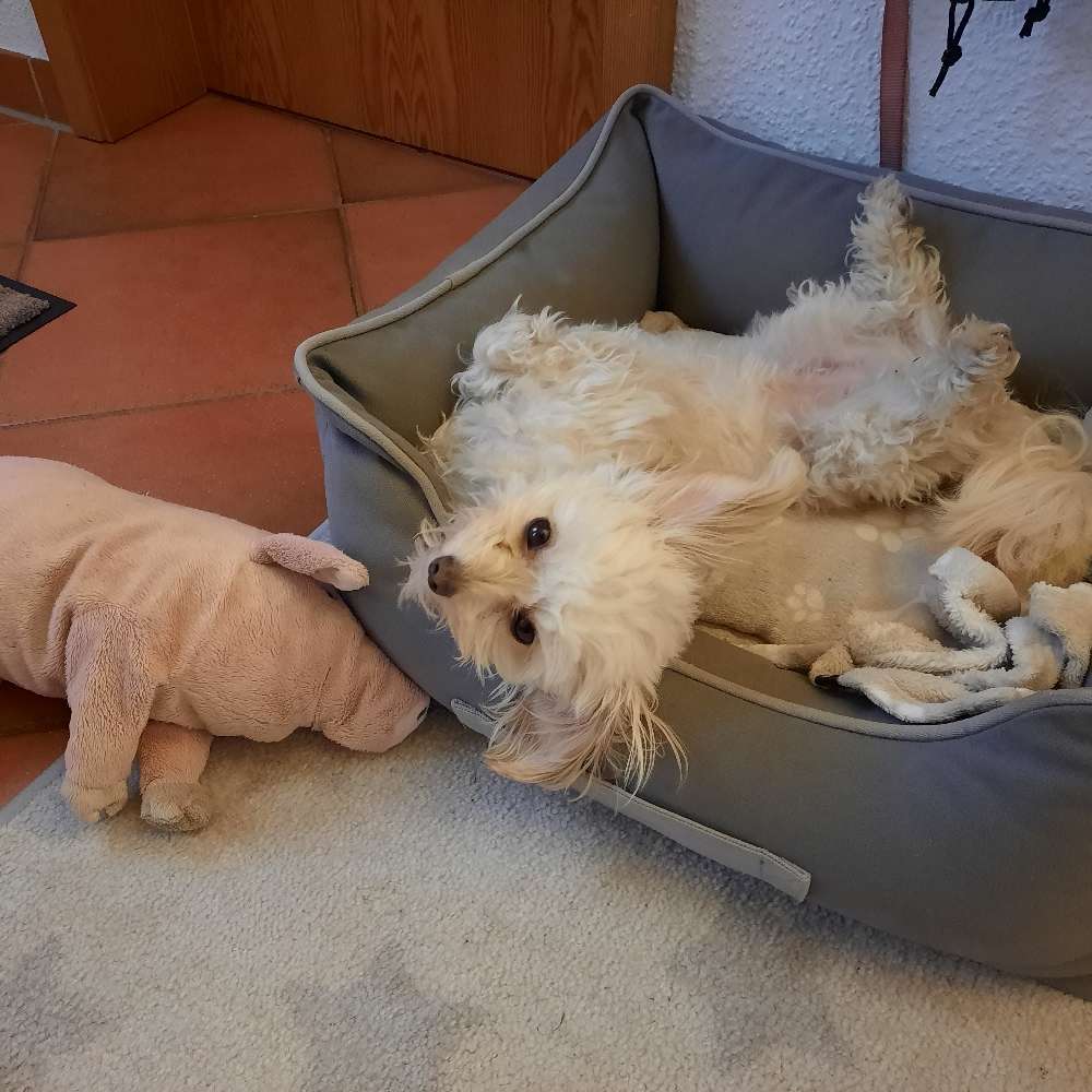 Hundetreffen-Spielen und Gassigehen mit kleinen Hunderassen-Profilbild