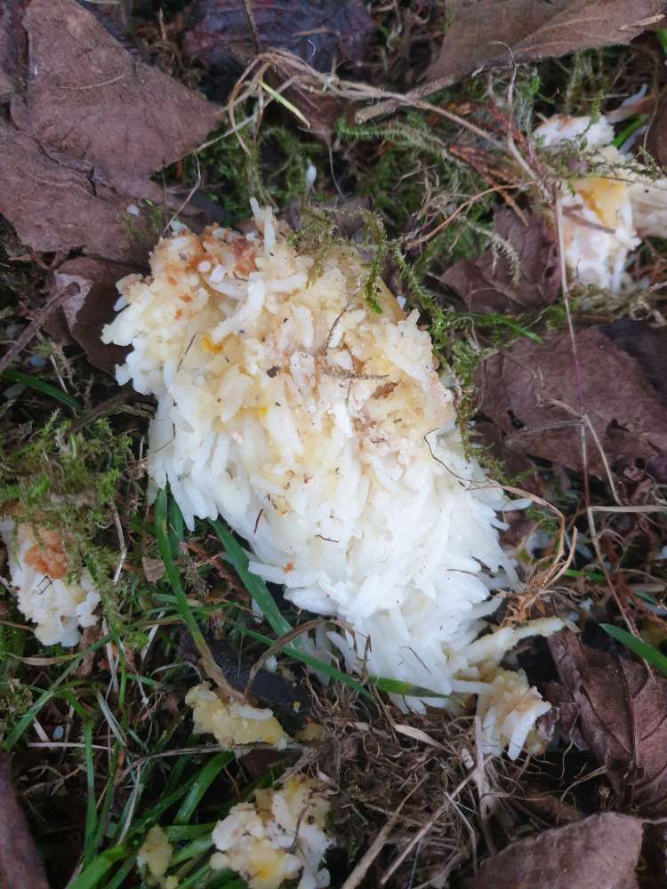 Giftköder-Vermutlich Giftköder am Schäfersberg-Profilbild