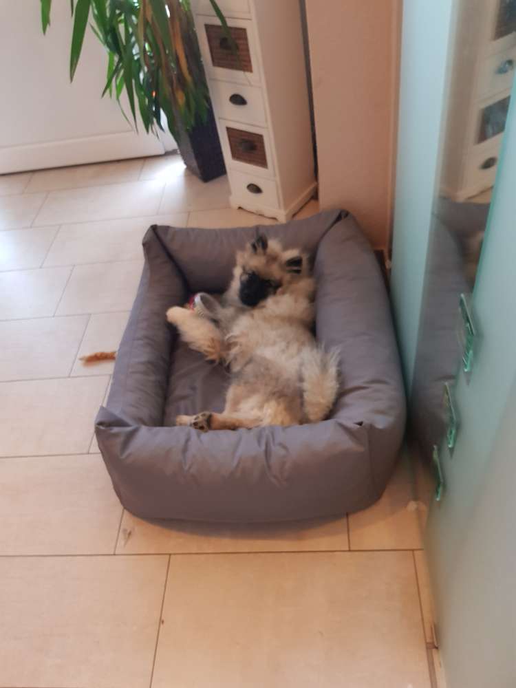 Hundetreffen-Spieltreffen im Stadtwald-Profilbild