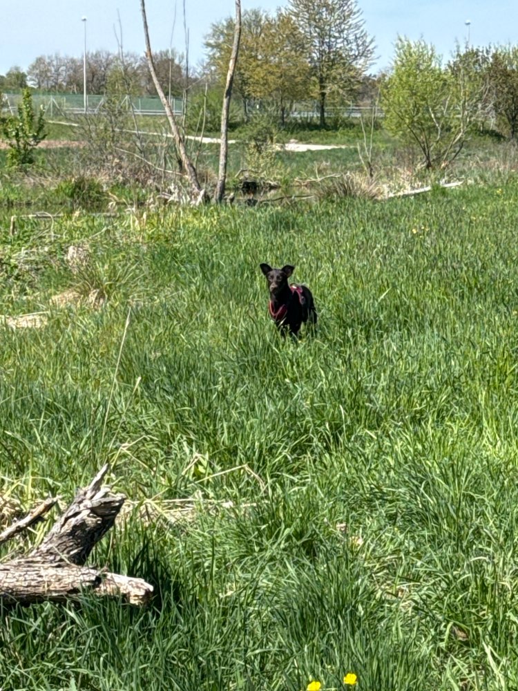 Hundetreffen-Suche Spielpartner für eine super liebe Hündin-Profilbild