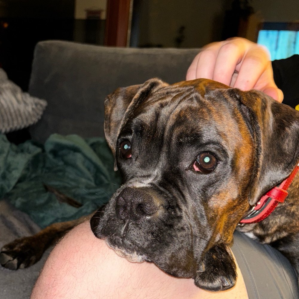 Hundetreffen-Hunde Spielrunden-Profilbild