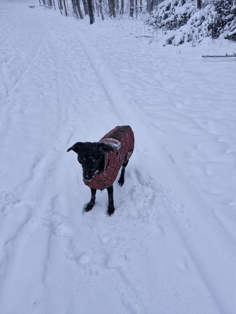 Hundetreffen-Spaziergänge im Wald-Profilbild