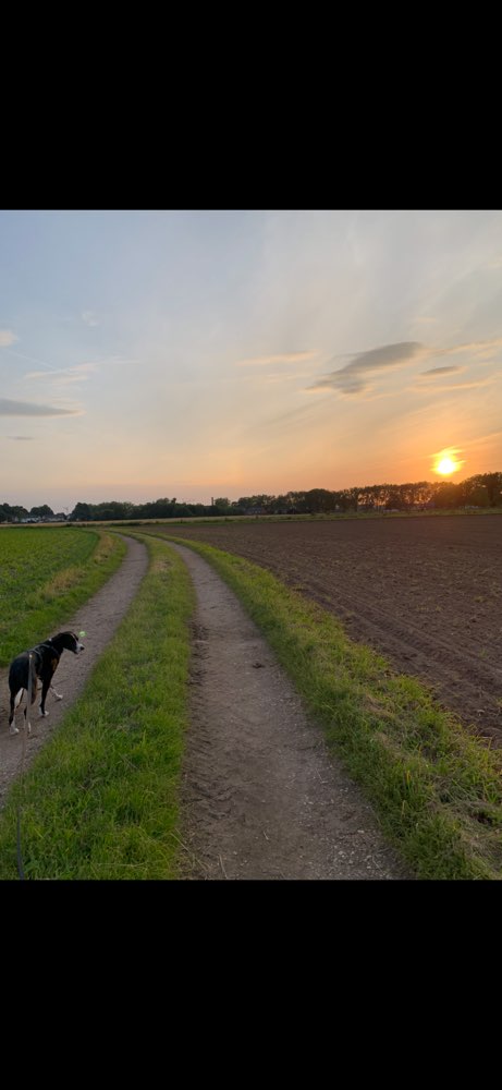 Hundetreffen-Podenco/Windhunde Treffen-Profilbild