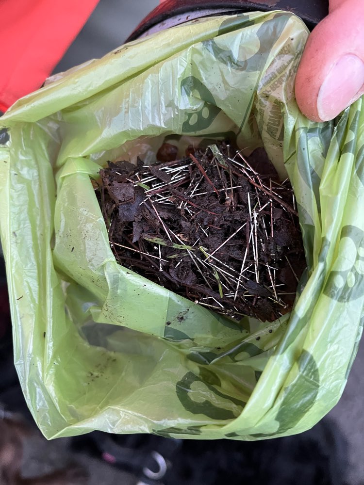 Giftköder-Ausgelegte Nägel-Profilbild